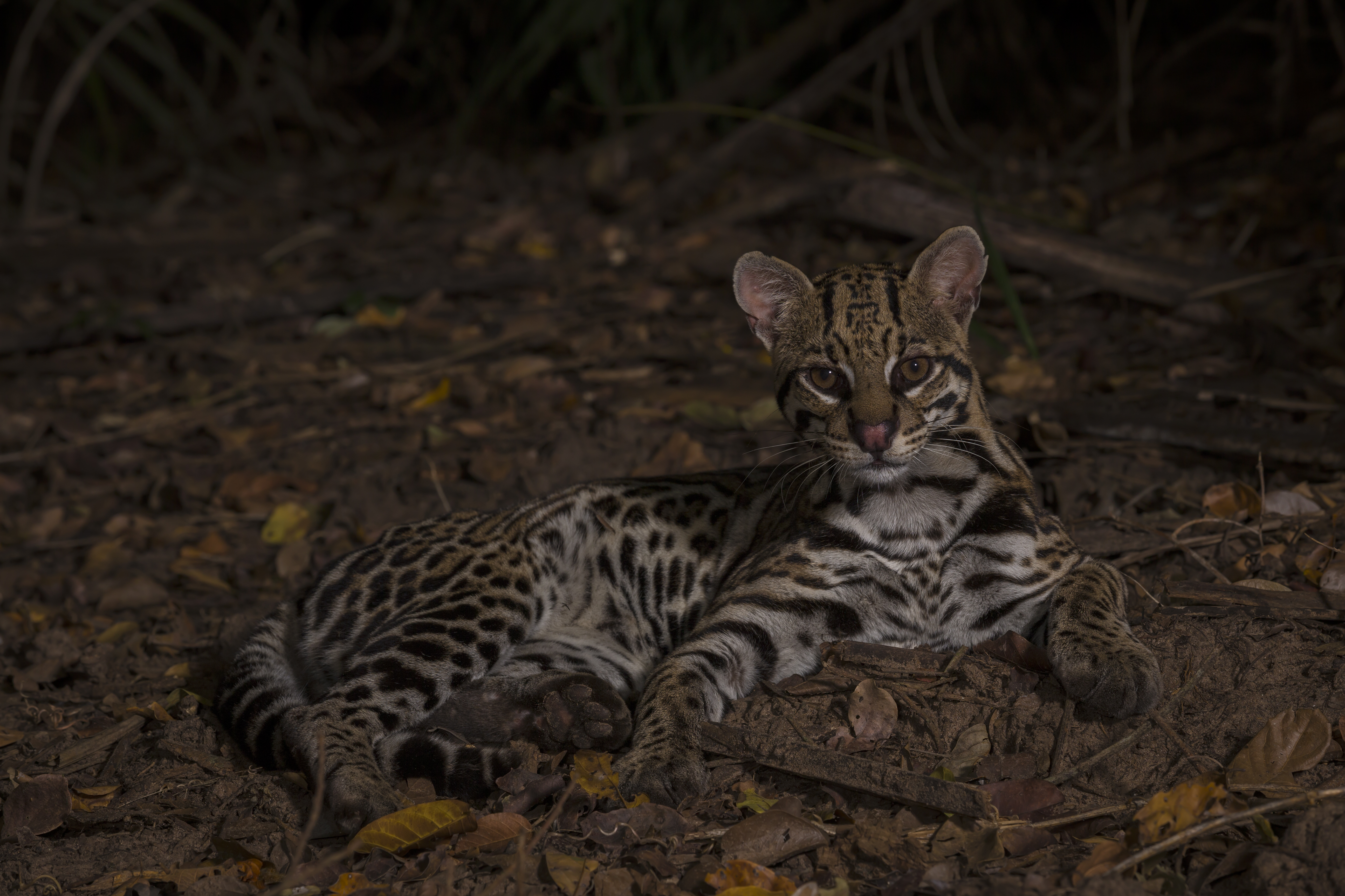 Ocelot